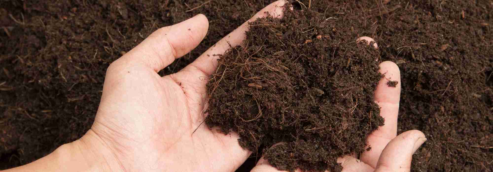 A função do húmus na fertilidade do solo