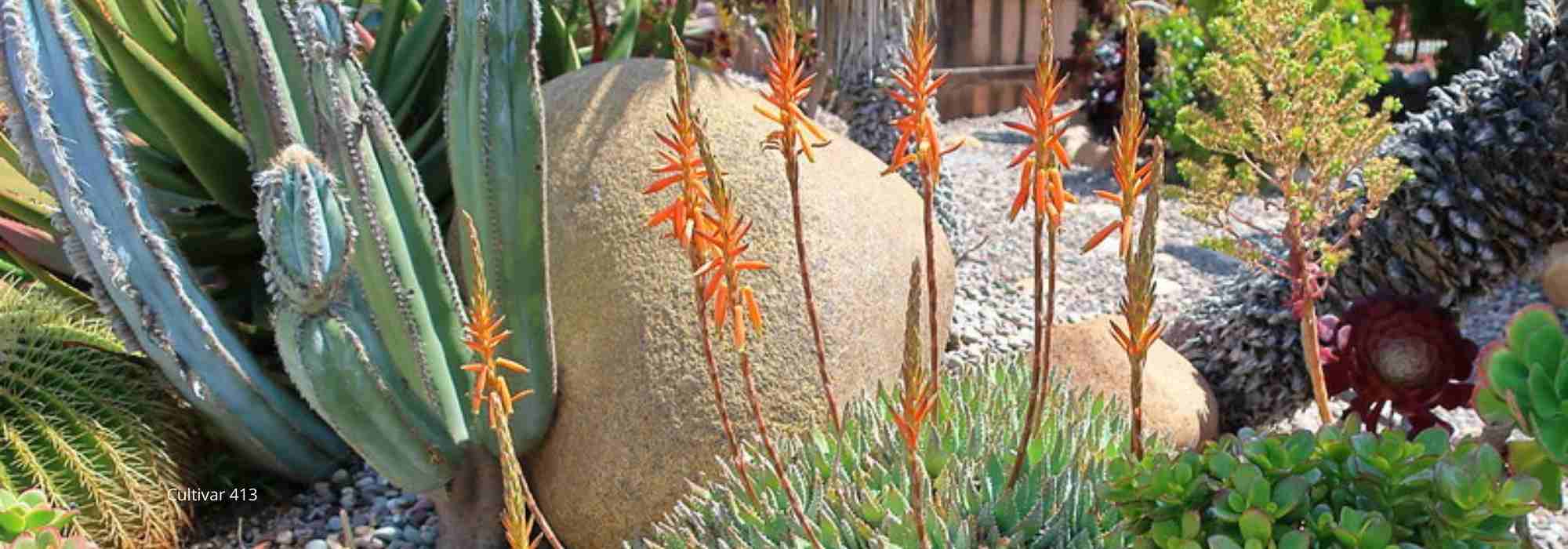 Criar um jardim exótico seco