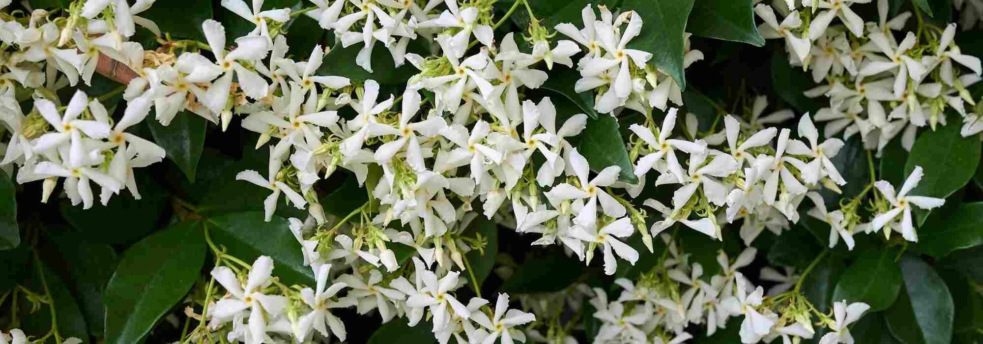8 trepadeiras com floração no início do verão