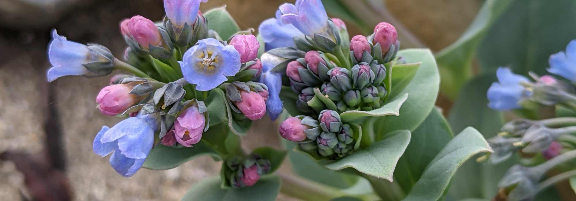 Ostra-vegetal: sementeira, cultivo, colheita