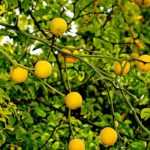 O Poncirus: plantar, cuidar e colher os frutos