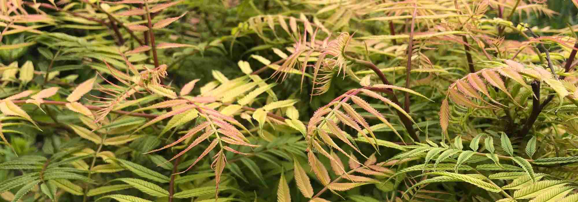 Sorbária ou espireira-falsa: plantar, cultivar