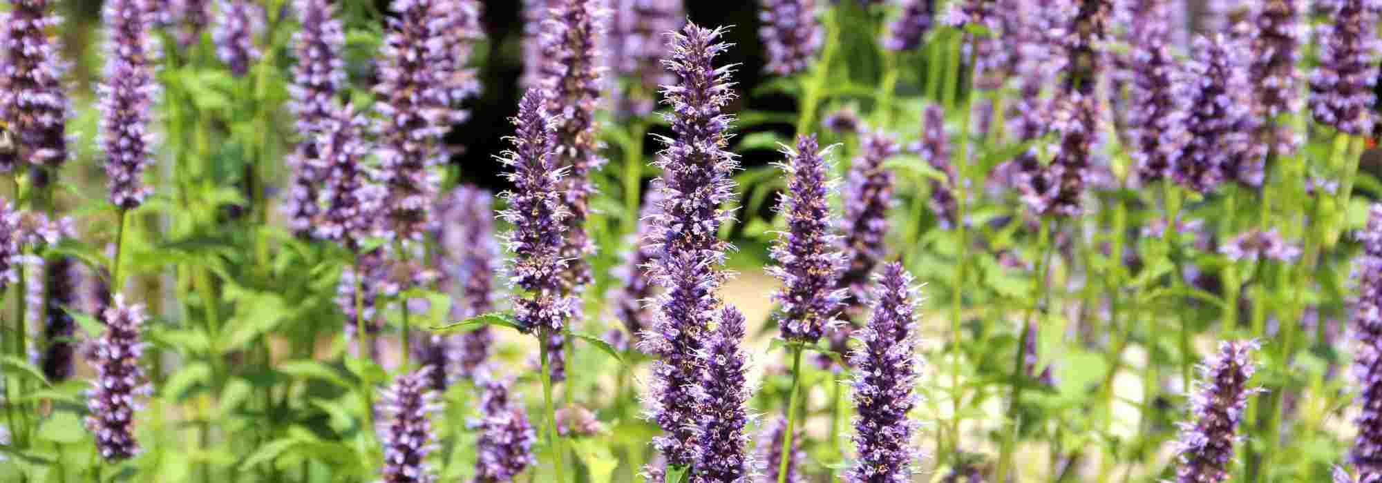 Como cultivar a agastache em vaso?