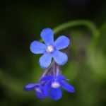 Buglossa, Anchusa: 5 ideias de associações