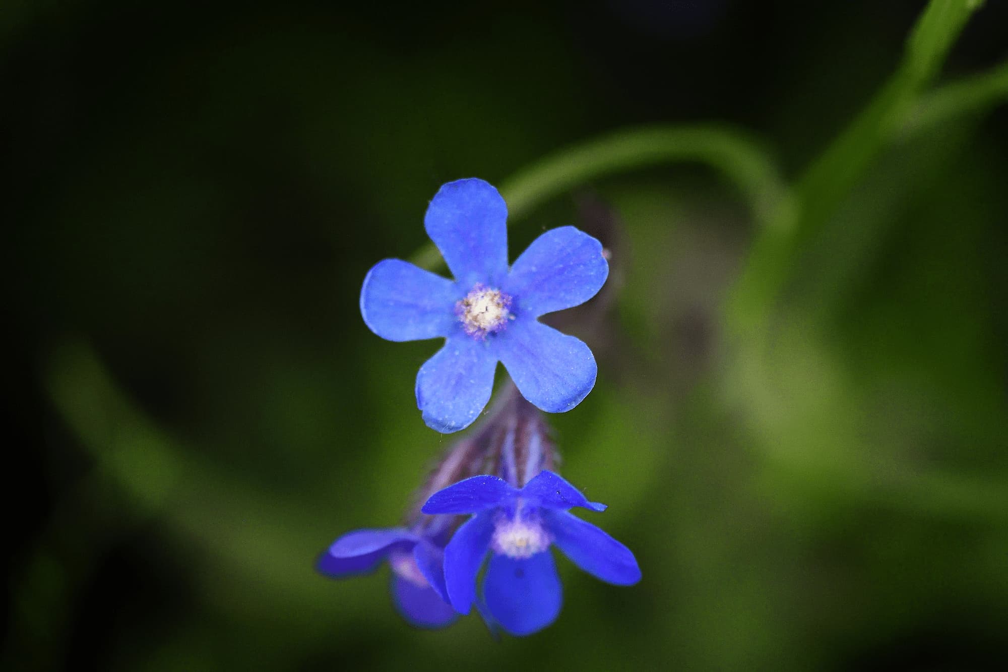 Buglossa, Anchusa: 5 ideias de associações
