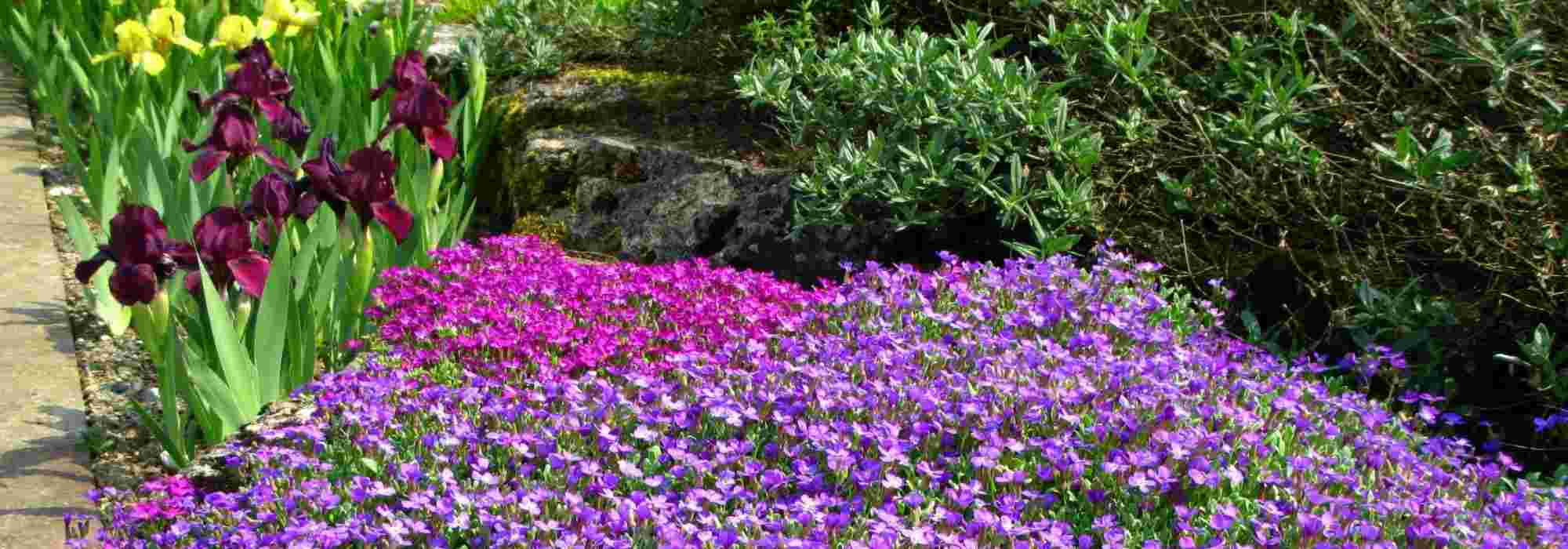 Associar a aubrecia