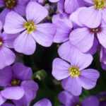 Como cultivar a aubrecia em vaso?