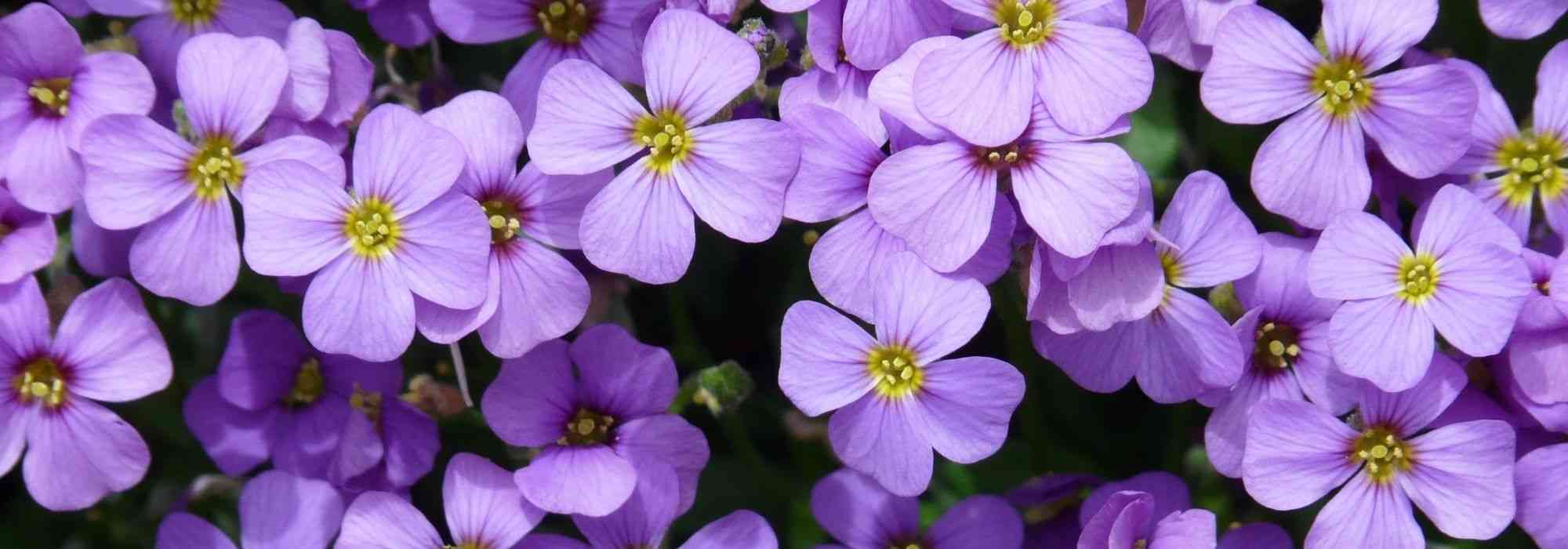 Como cultivar a aubrecia em vaso?