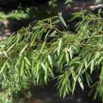 As doenças e parasitas do bambu de sebe
