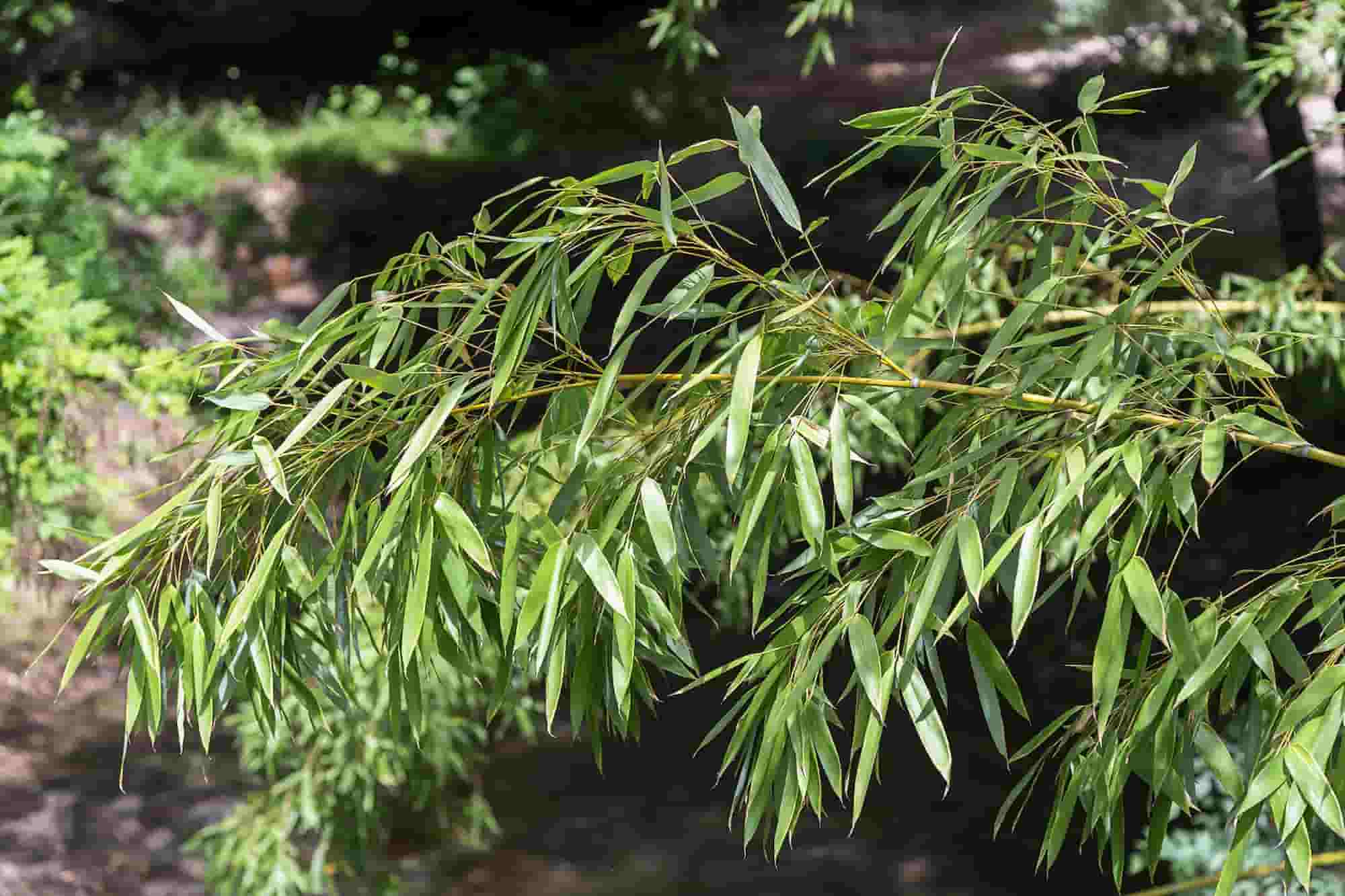As doenças e parasitas do bambu de sebe