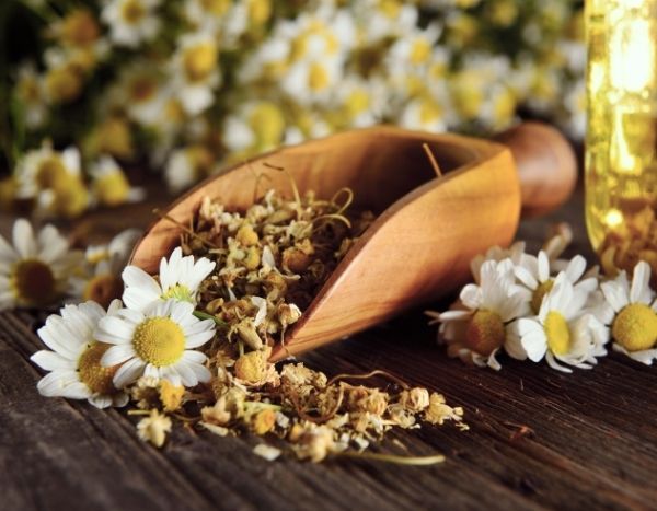 Como secar as flores de camomila?