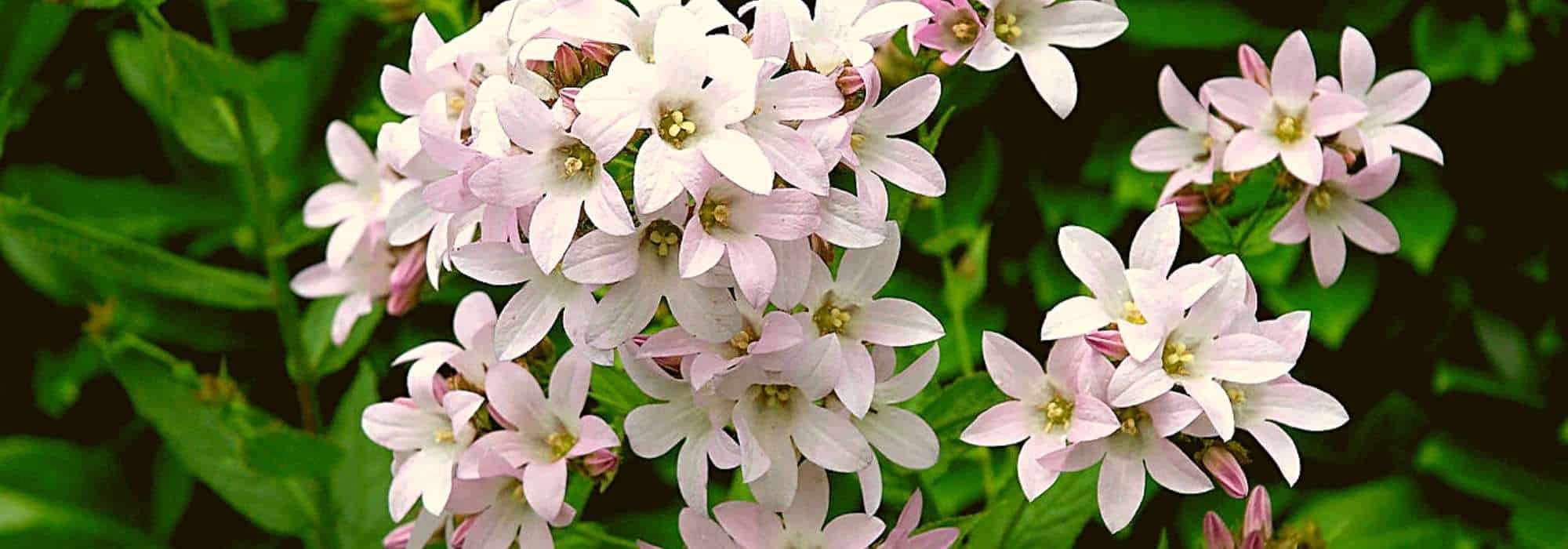 Campânulas de flores cor-de-rosa