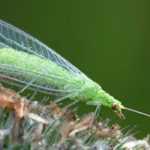A crisopa, um inseto verde útil no jardim