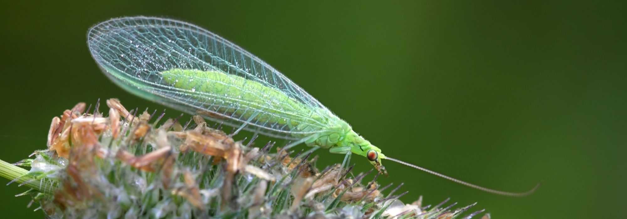 A crisopa, um inseto verde útil no jardim