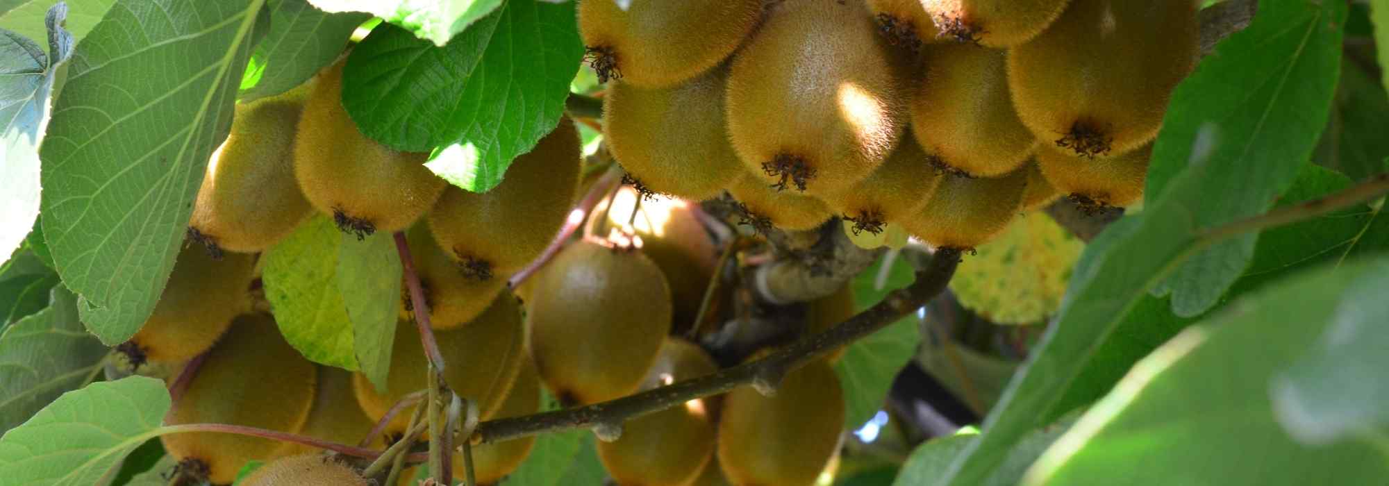 Como diferenciar o kiwi-amarelo do kiwi-anão?