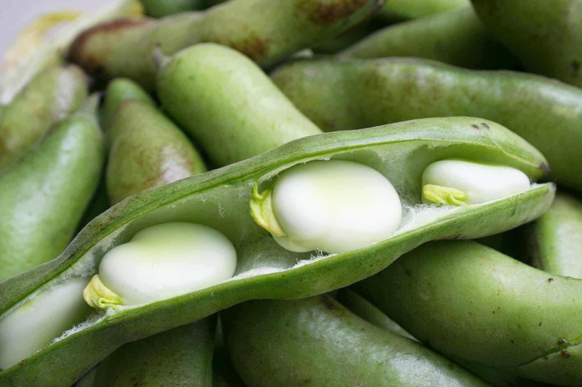 Como melhorar o solo da horta com as leguminosas?
