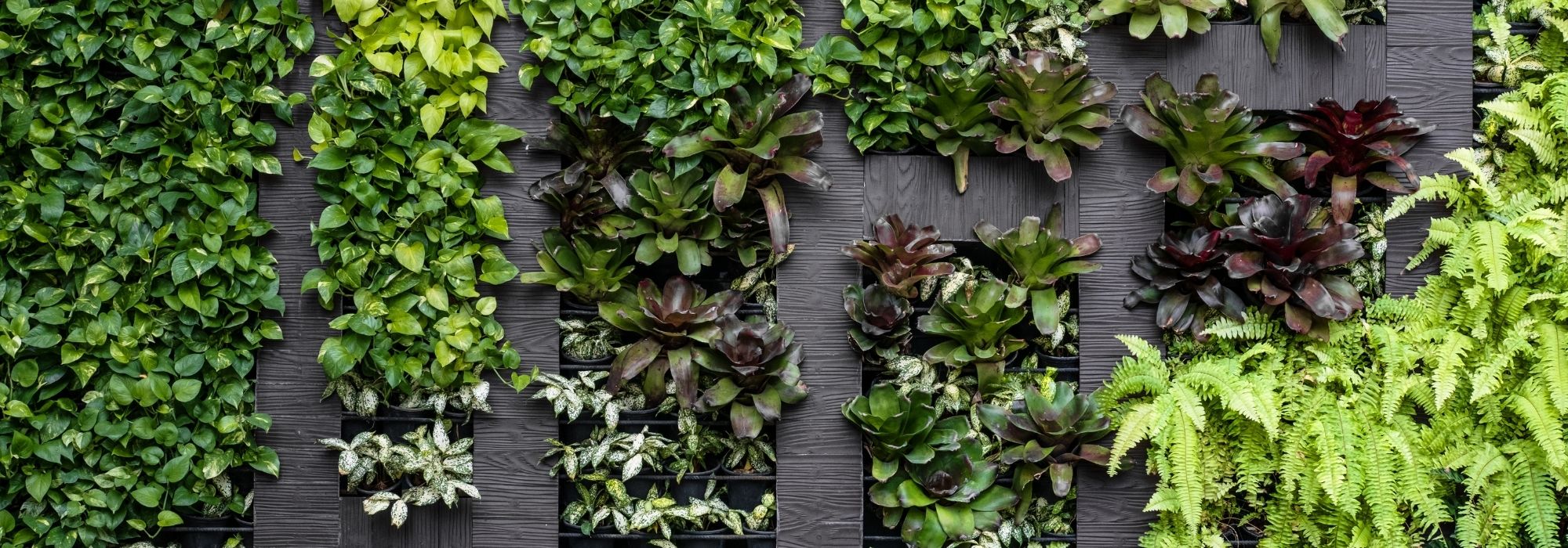 Como fazer uma parede vegetal exterior?
