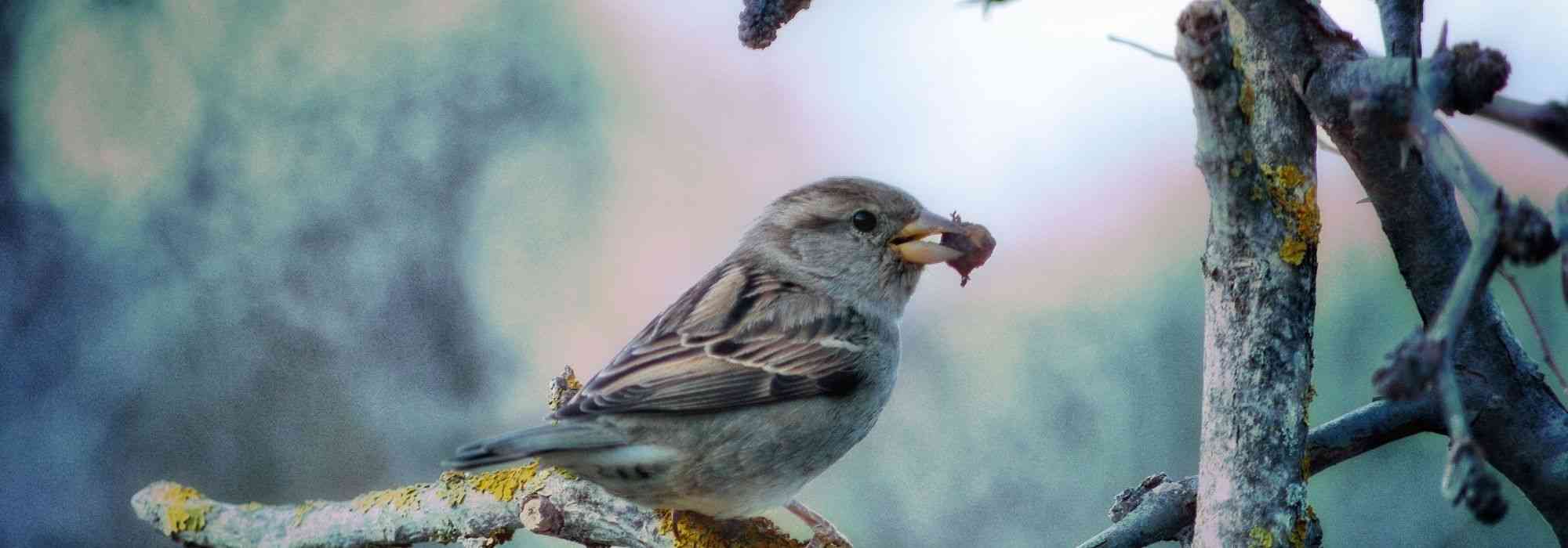 O que comem as aves dos nossos jardins?
