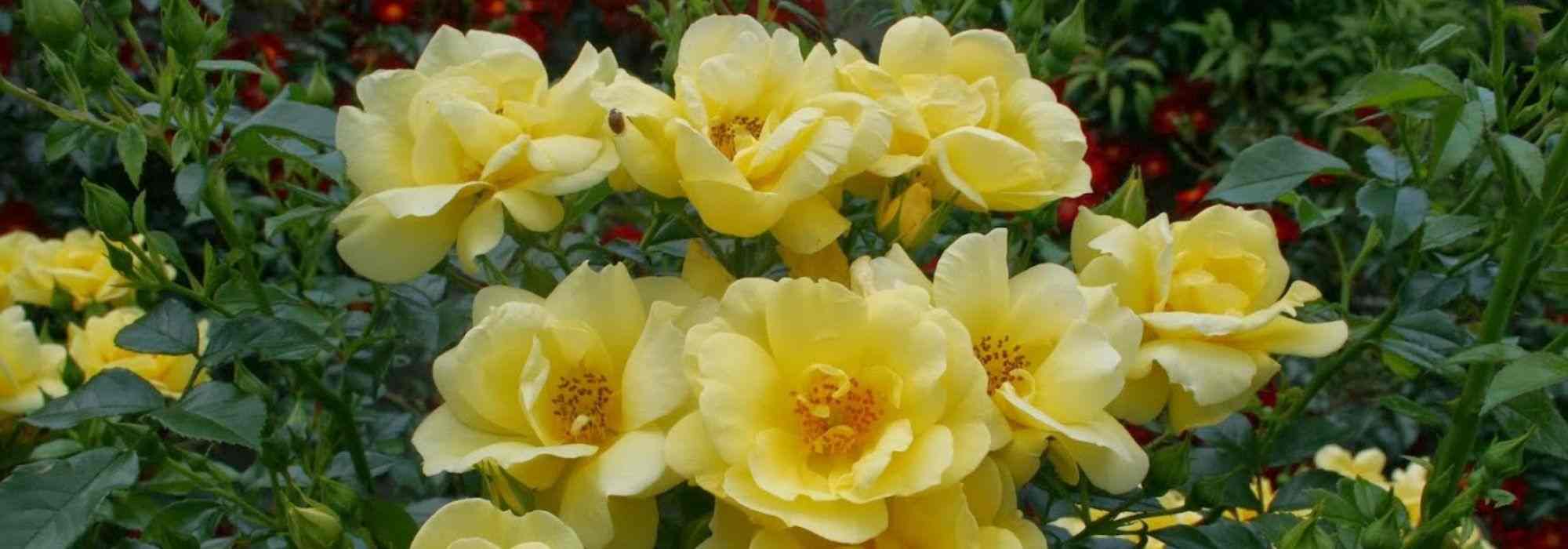 As mais belas roseiras decorativas