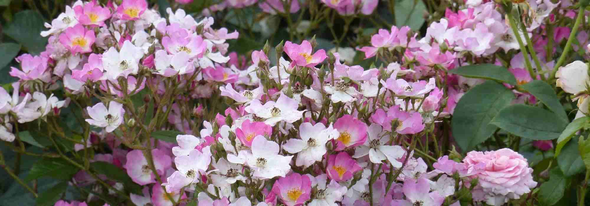 As mais belas roseiras de flores silvestres