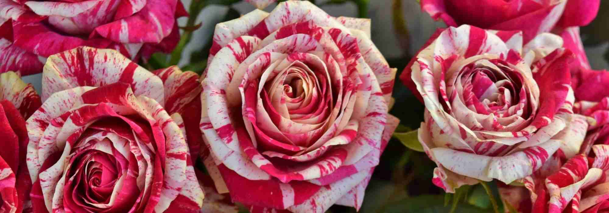 As roseiras mais belas de flores matizadas