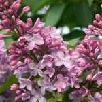 7 lilases de flores cor-de-rosa para adotar no jardim!
