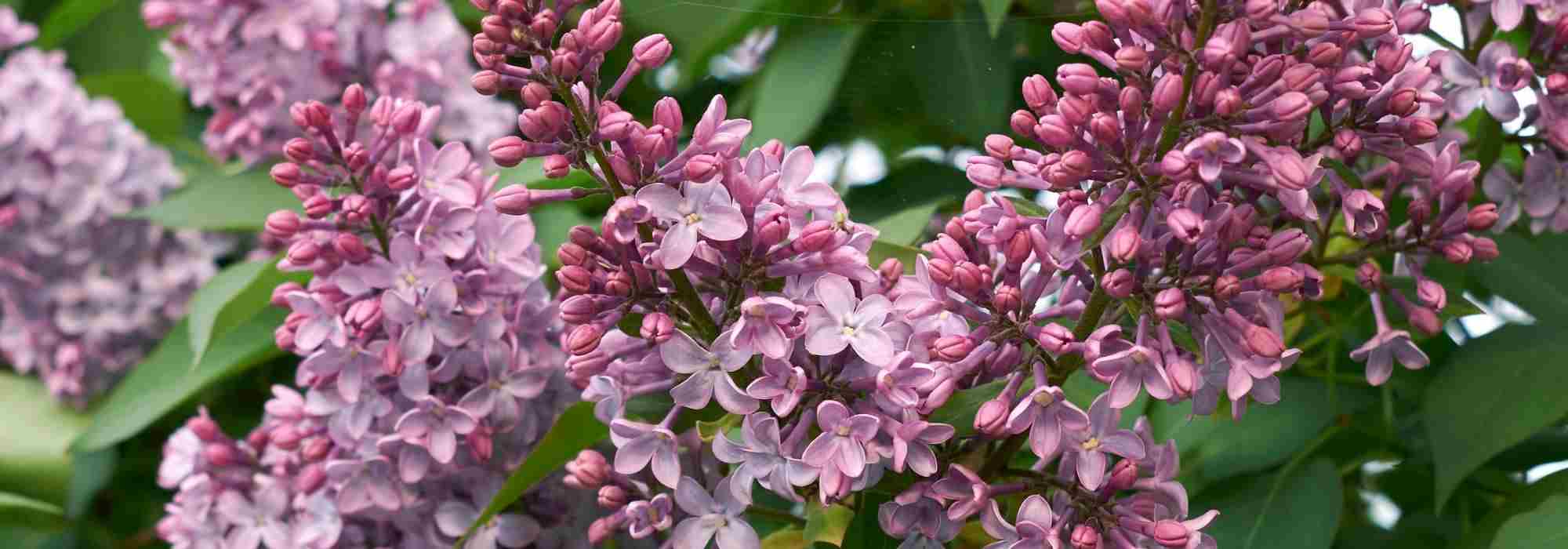 7 lilases de flores cor-de-rosa para adotar no jardim!