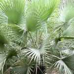 Palmeira-hesper: plantar, cultivar e cuidar