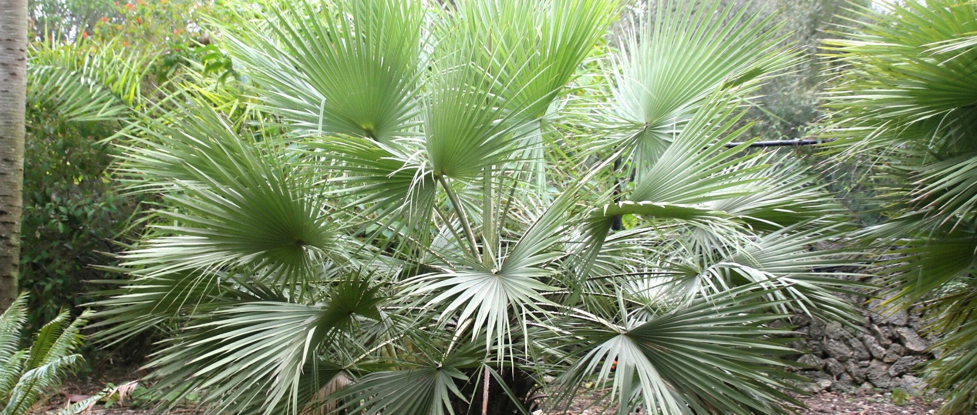 Palmeira-hesper: plantar, cultivar e cuidar