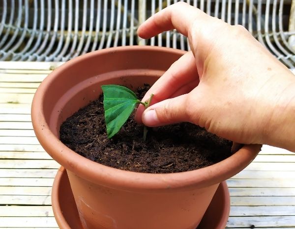 Como fazer uma estaca de hibisco arbustivo?