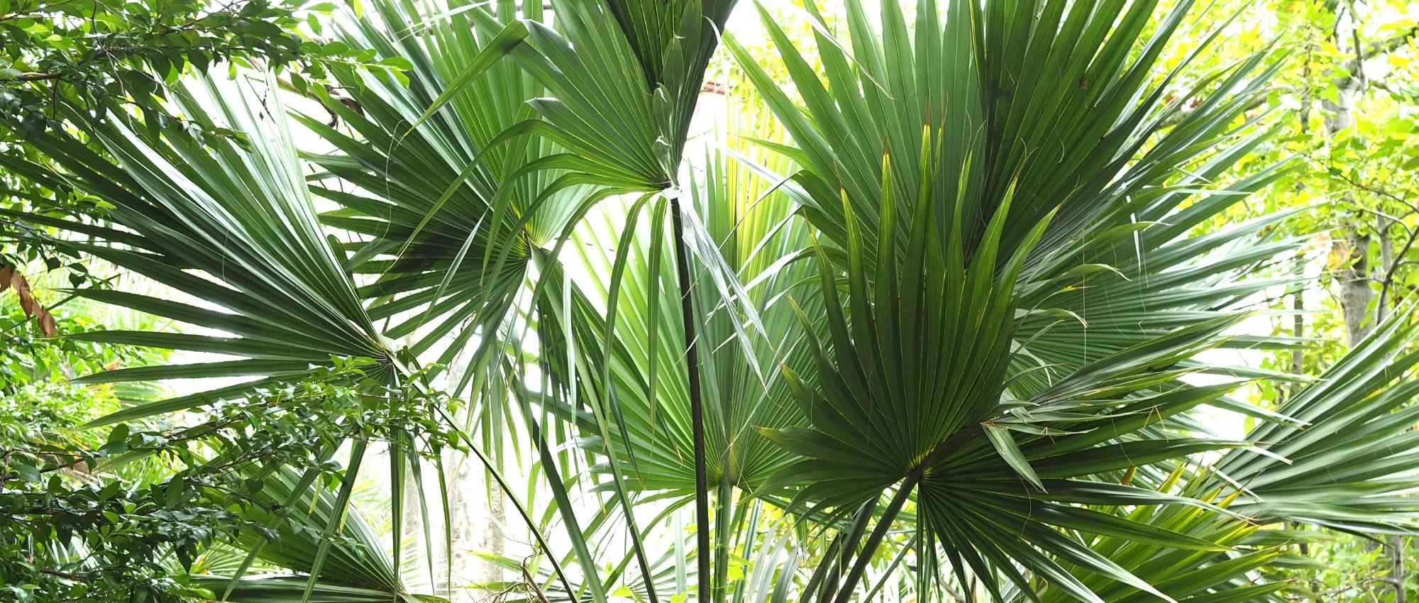 Sabal: plantar, cultivar e cuidar