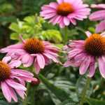 10 plantas perenes com floração no final do verão