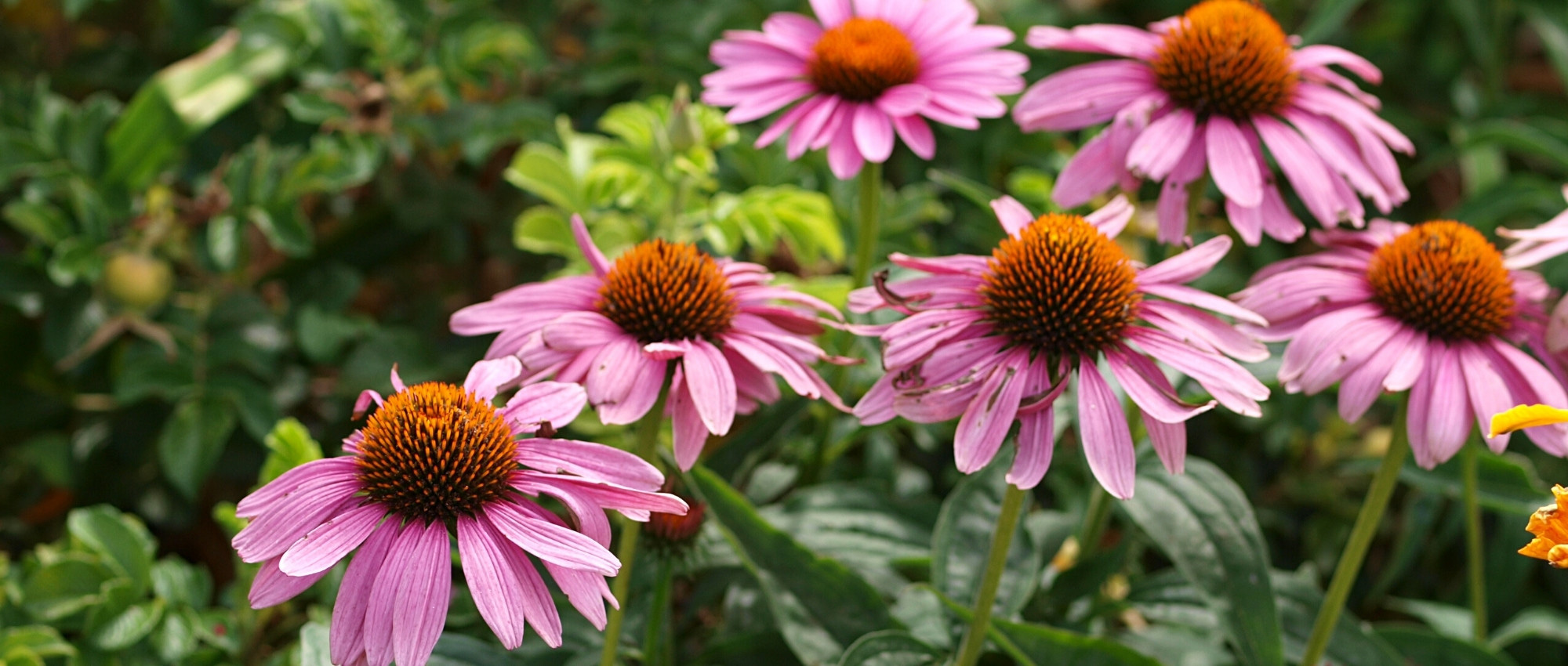 10 plantas perenes com floração no final do verão