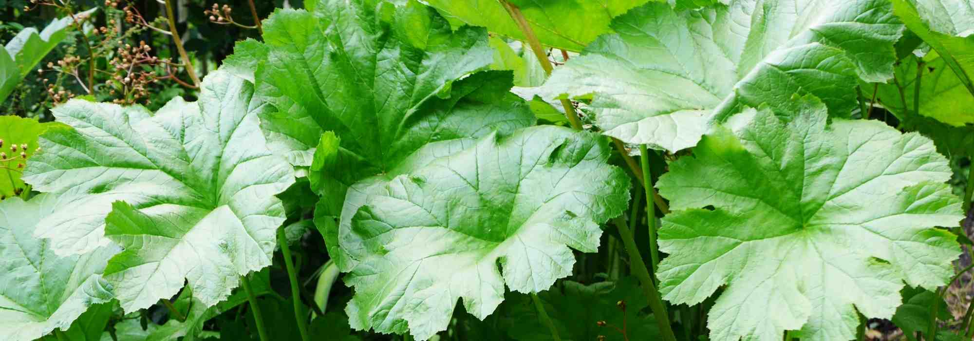 5 perenes de folhagem XXL