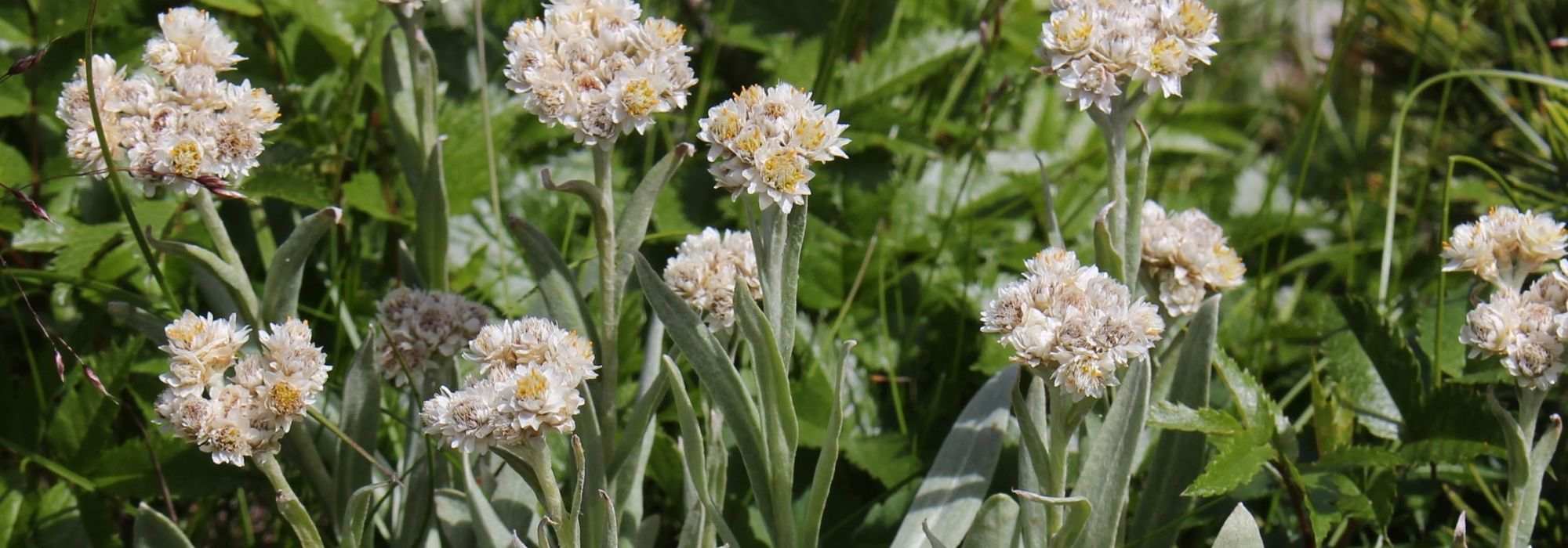 Anaphalis, sempre-viva-prateada: plantação, cultivo, manutenção