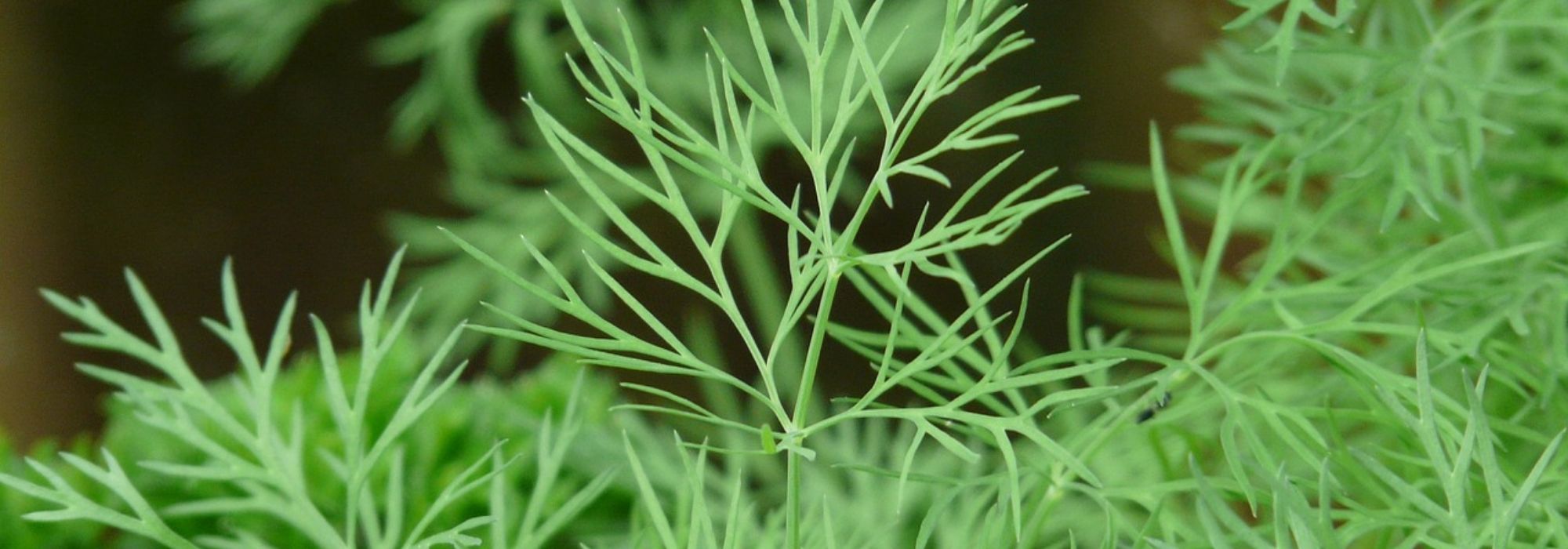 Cultivar o endro em vaso