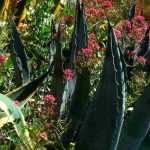 Associar o agave