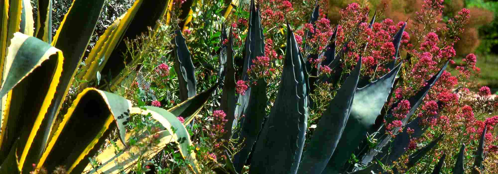 Associar o agave