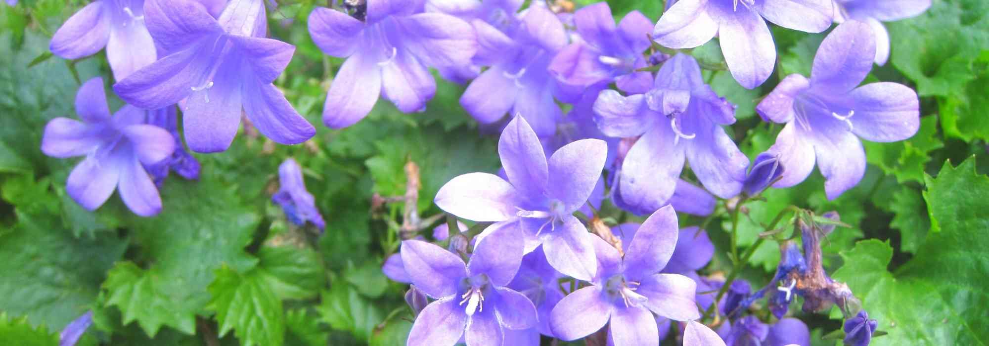 7 campânulas com flores estreladas