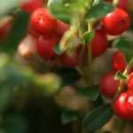 Arando, cranberry: plantação, colheita, benefícios