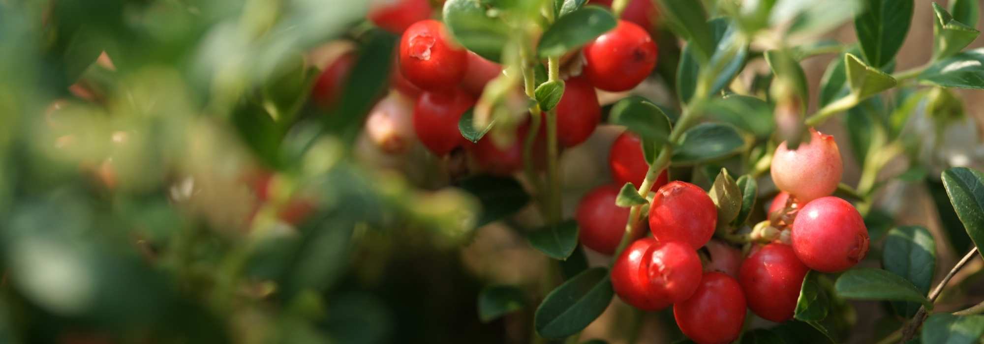 Arando, cranberry: plantação, colheita, benefícios