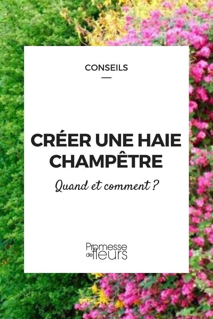 criar sebe campestre
