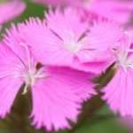 Os 5 cravos cor-de-rosa mais bonitos