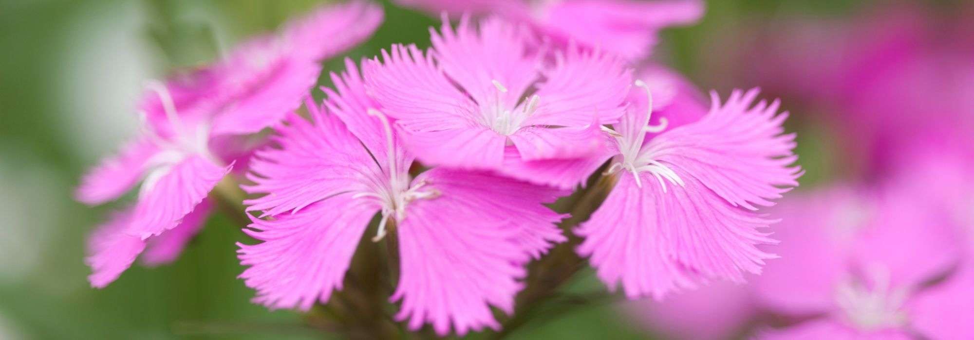 Os 5 cravos cor-de-rosa mais bonitos