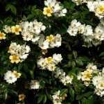 5 plantas trepadeiras muito rústicas
