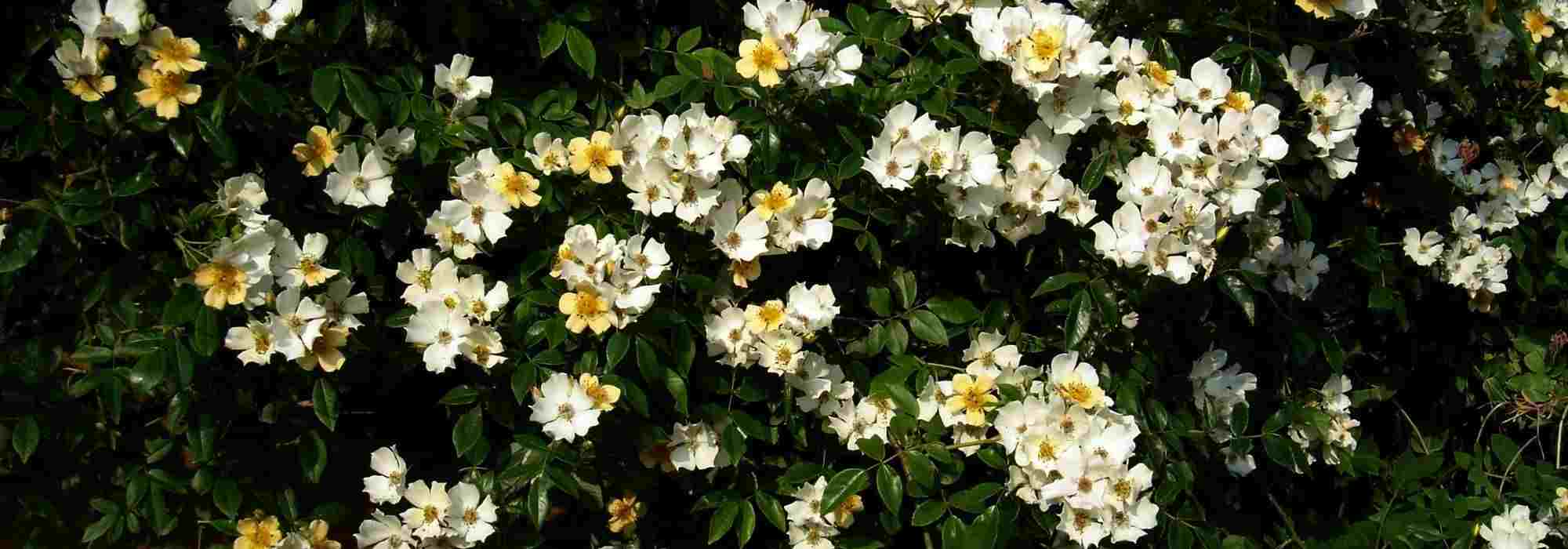 5 plantas trepadeiras muito rústicas