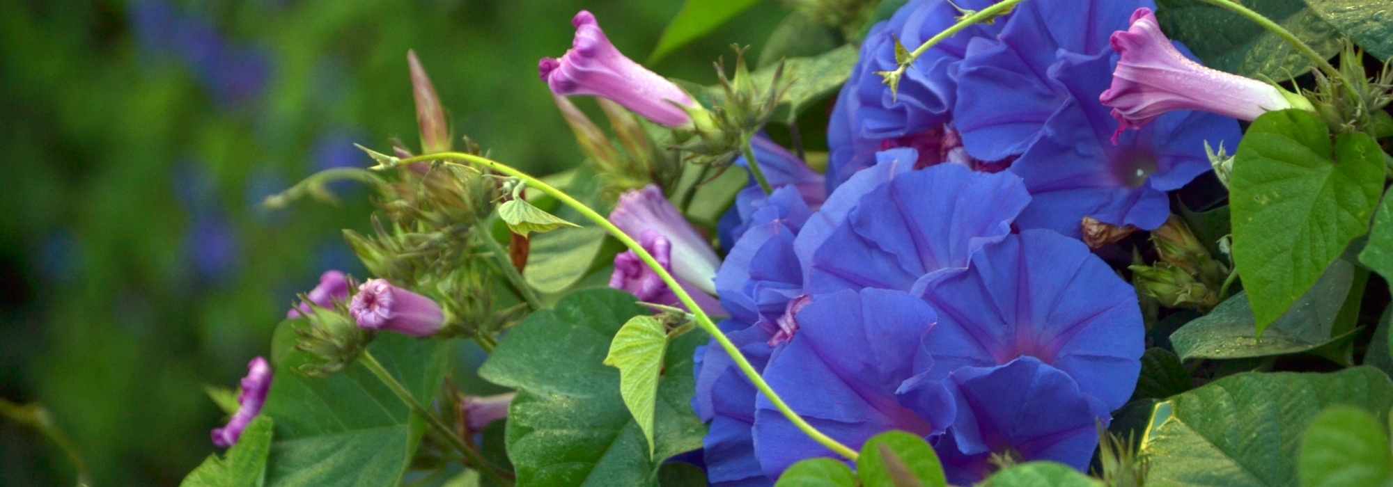 7 plantas trepadeiras de crescimento rápido
