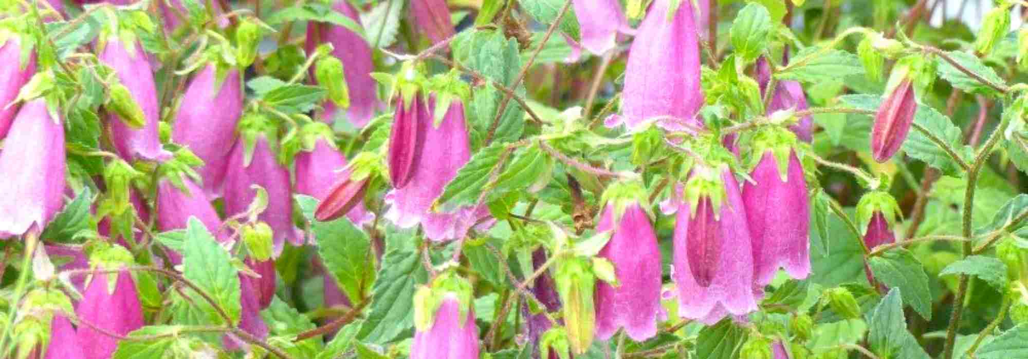 Campânulas de flores em forma de sino