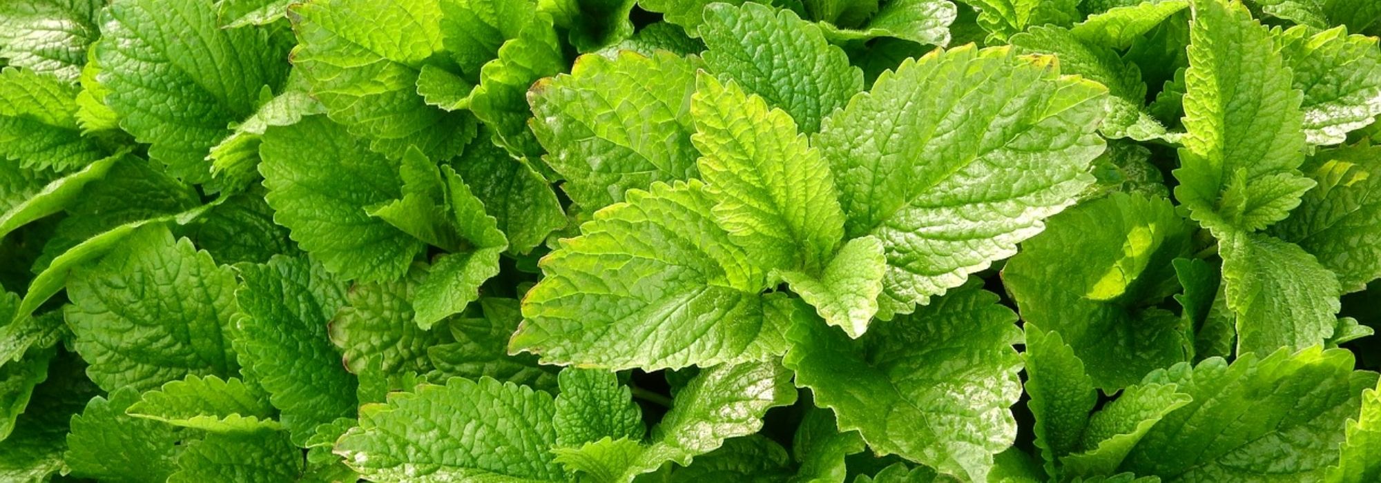 Cultivar erva-cidreira em vaso