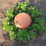 Fazer uma olla caseira para regar o jardim